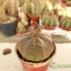 Collecion de Humi