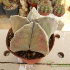 Collecion de Humi