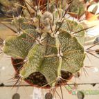 Collecion de Humi