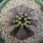 Collecion de Humi