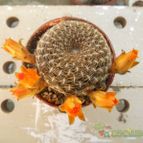Collecion de Humi