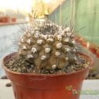 Collecion de Humi