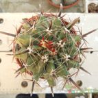 Collecion de Humi