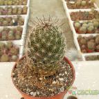 Collecion de Humi