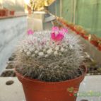 Collecion de Humi