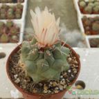 Collecion de Humi