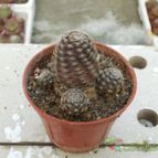 Collecion de Humi