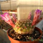 Collecion de Humi