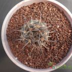 Collecion de Humi