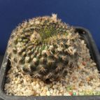 Collecion de Humi