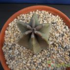 Collecion de Humi