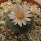 Collecion de Humi