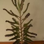 Collecion de Humi
