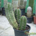 Collecion de Humi