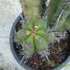 Collecion de Humi