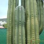 Collecion de Humi