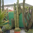 Collecion de Humi