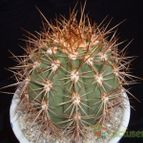 Collecion de Humi