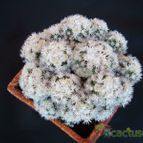 Collecion de Humi