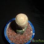 Collecion de Humi