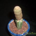 Collecion de Humi