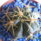 Collecion de Inesserranor