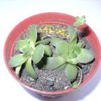Collecion de Izaskun