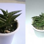 Collecion de Izaskun