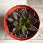 Collecion de Izaskun