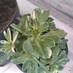 Collecion de Izaskun