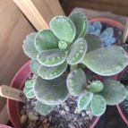 Collecion de Izaskun