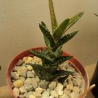 Collecion de Izaskun