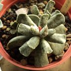 Collecion de Izaskun