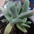 Collecion de Izaskun1