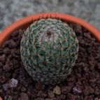 Collecion de JCortez