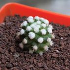 Collecion de JCortez