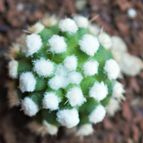 Collecion de JCortez