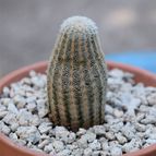 Collecion de JCortez