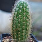 Collecion de JCortez
