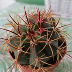 Collecion de JesusBlanco