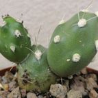 Collecion de JesusBlanco