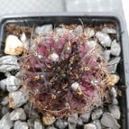 Collecion de JesusBlanco