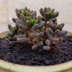 Collecion de Jlv18
