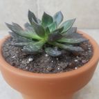 Collecion de Jlv18