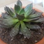 Collecion de Jlv18
