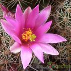 Mammillaria mazatlanensis ssp. patonii (enviado por Jordi-Domenech el 2012-07-02)