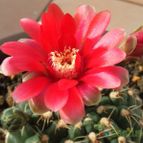 Gymnocalycium baldianum (enviado por Jordi-Domenech el 2012-07-02)