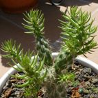 Cylindropuntia imbricata (enviado por Jordi-Domenech el 2012-09-19)