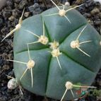 Gymnocalycium horstii (enviado por Jordi-Domenech el 2013-06-09)