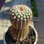Parodia mueller-melchersii (enviado por Jordi-Domenech el 2012-07-07)